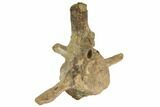 Ankylosaur Vertebra & Scute With Metal Stand - Montana #113077-6